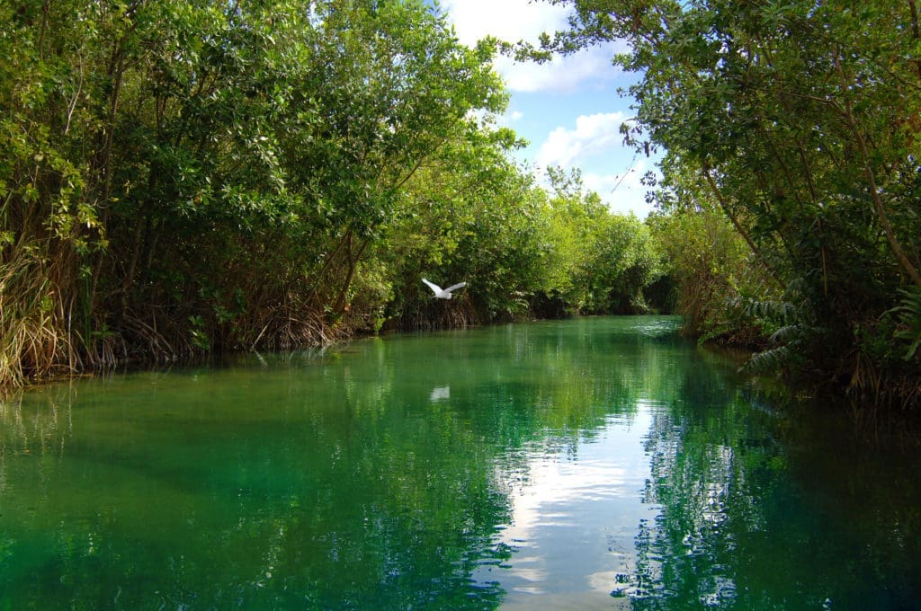 The canals and lagoons of Mayakoba are home to beautiful indigenous wildlife. (Photo Courtesy of Mayakoba) 