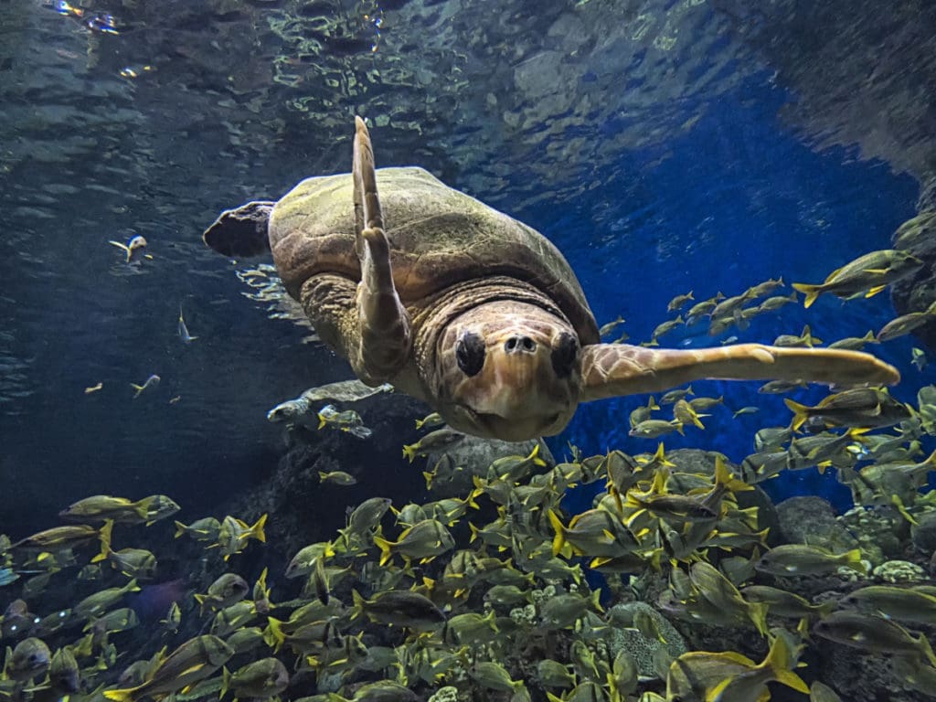 Turtle Reef will be both educational and immersive.  (Photo by SeaWorld San Antonio)