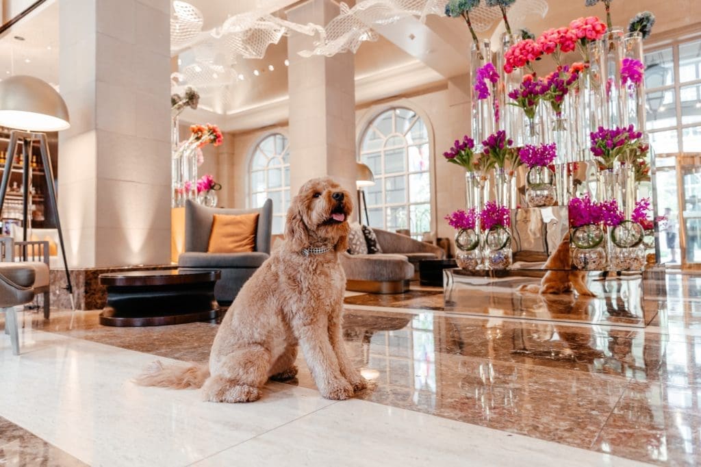 Top Dallas Hotel Brings Dog Pampering to a Whole New Luxury Level