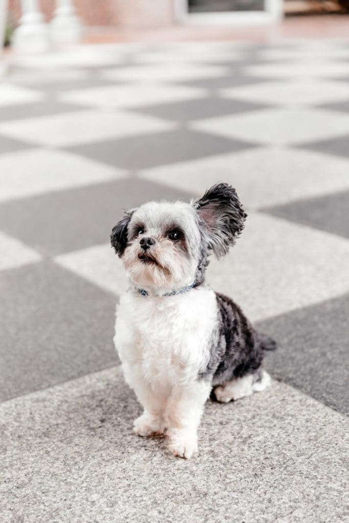 Hotel Crescent Court is offering a new amenities program just for dogs. (Photo by Vanessa Christina Photography)