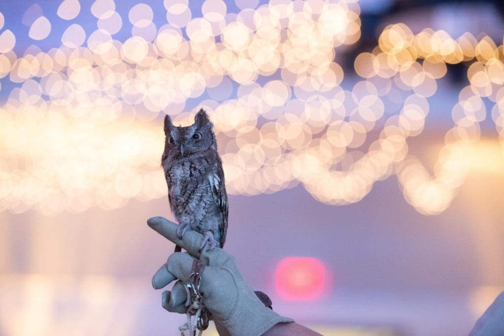 Houston SPCA takes in over 360 species annually. 