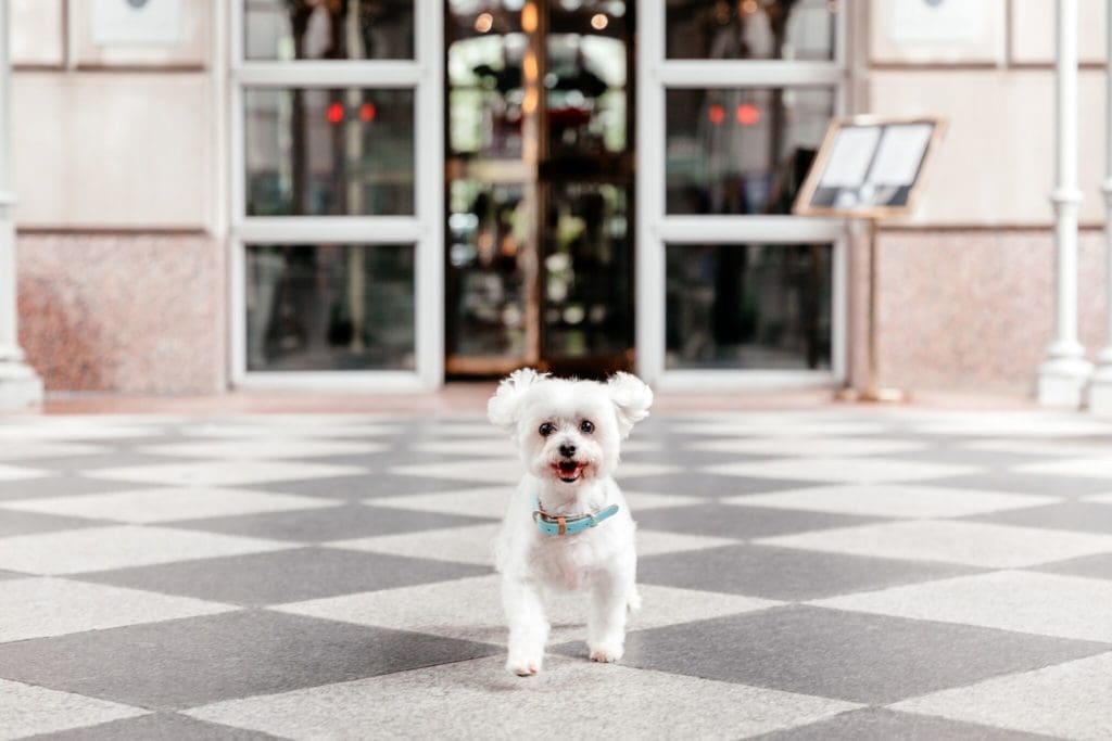 Just look how happy this pup is. (Photo by Vanessa Christina Photography)