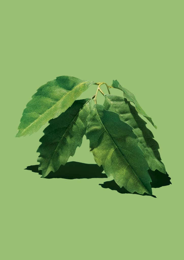 HInts of Calabrian bergamot is found in the Vuitton fragrance. Courtesy of Louis Vuitton. 