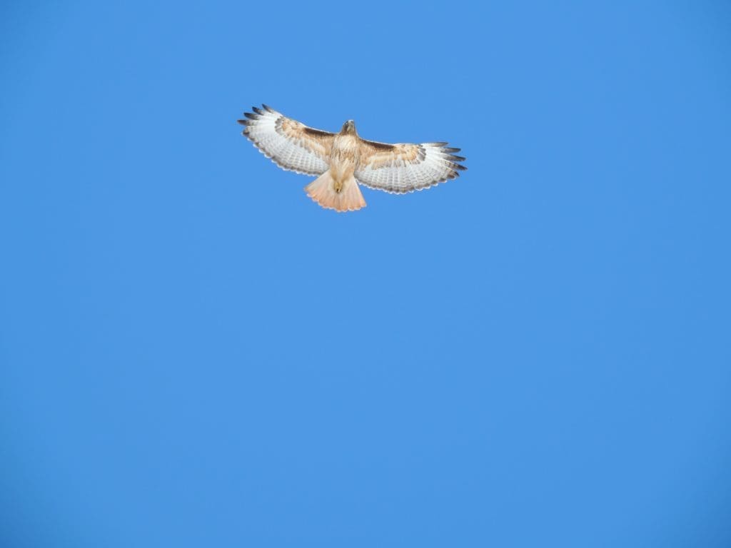 A hawk soars through a bright blue sky. (Photo by Margaret Reckling)