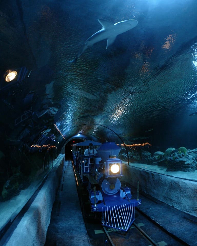 The Aquarium will be hosting Shark Day on Sunday.