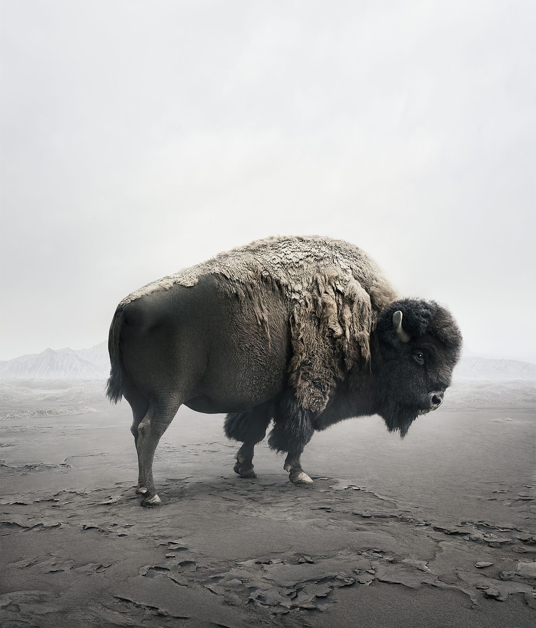 Alice Zilberberg’s "Be Here Bison," 2019, at Lustre Contemporary