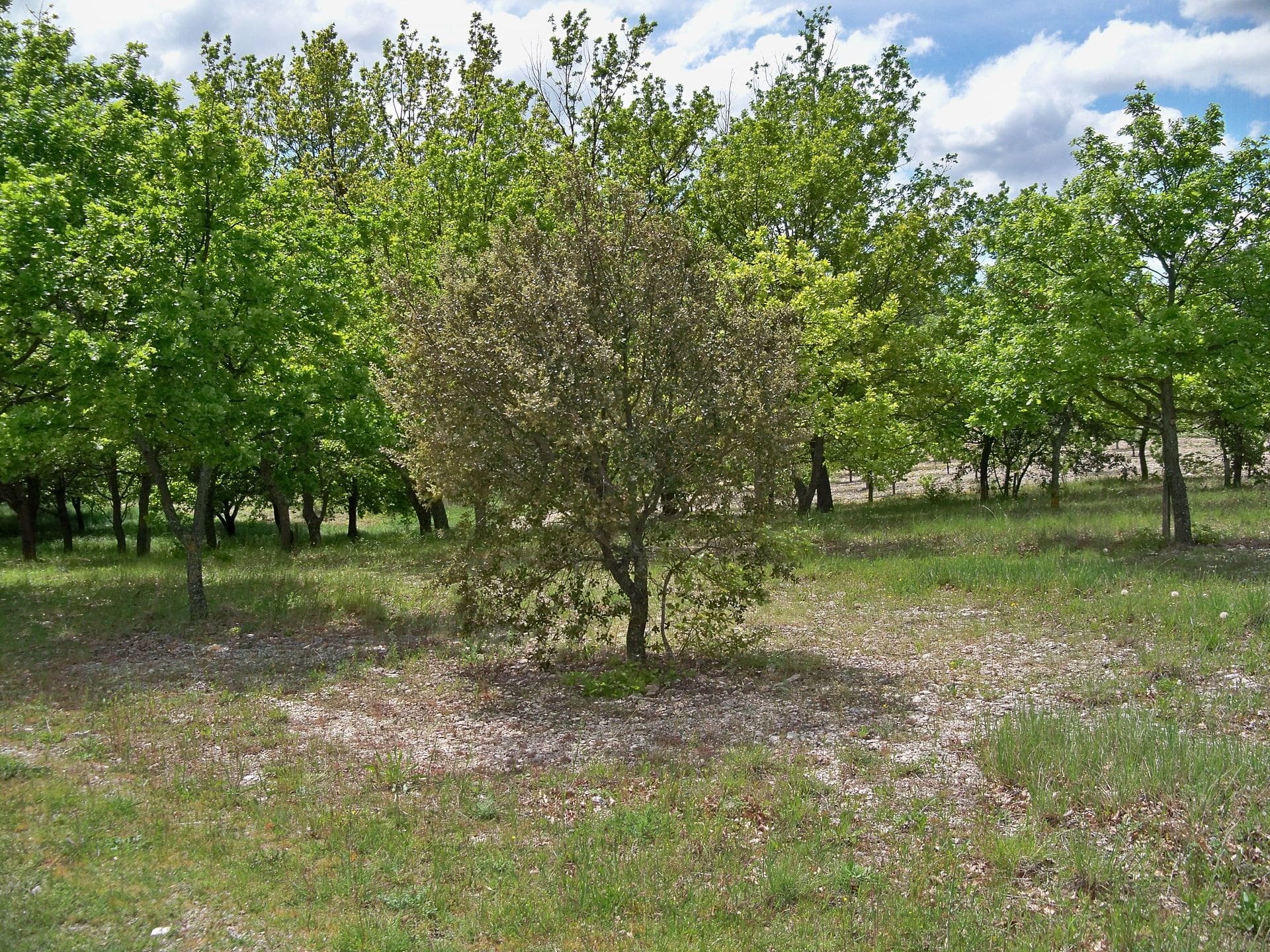 Here are some truffle groves near Beaumont-du-Ventoux. 