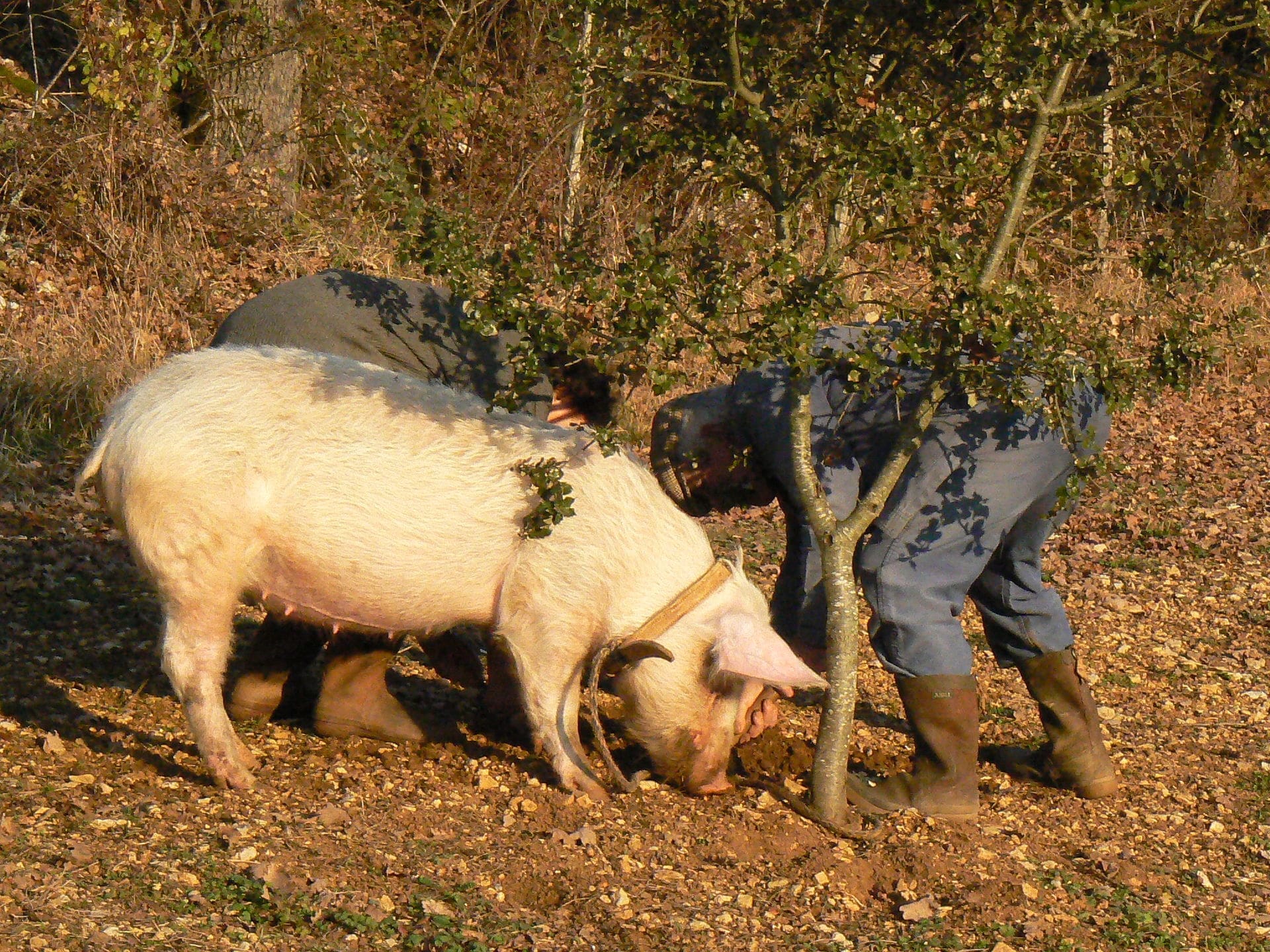 Truffle hogs have a keen sense of smell. 