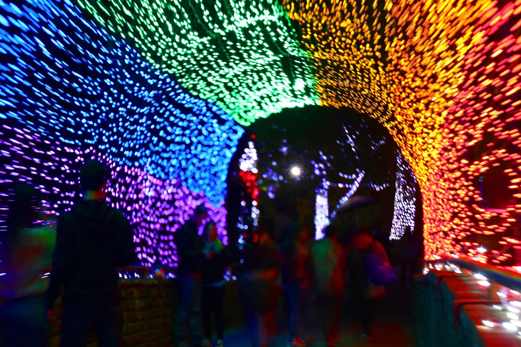 See the Dallas Zoo transformed for the holidays at Dallas Zoo Lights.  