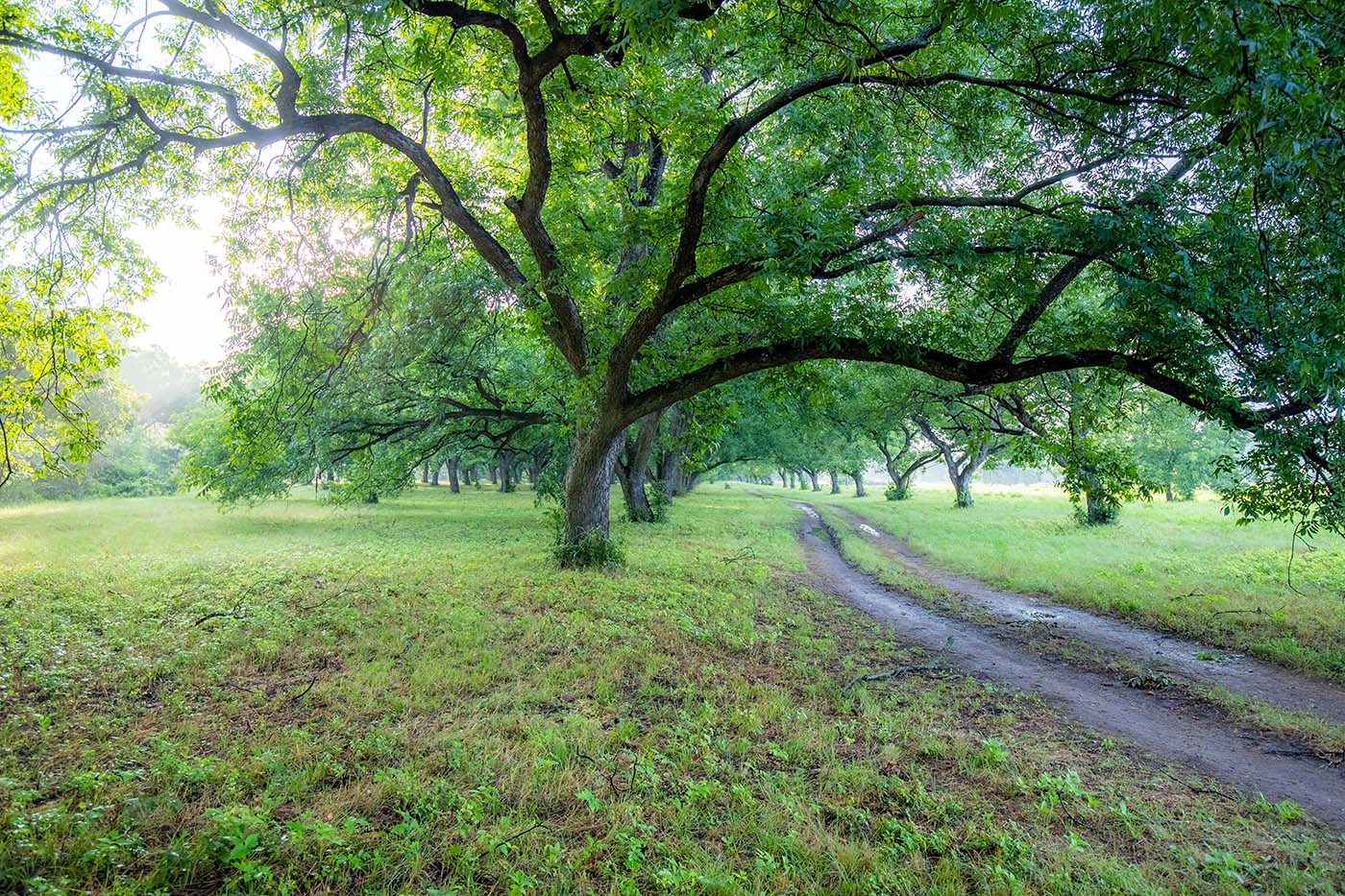Montrachet is full of mature trees — and natural vistas.