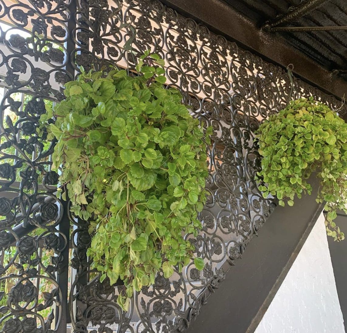 Wrought iron and greenery make for a classic patio. 