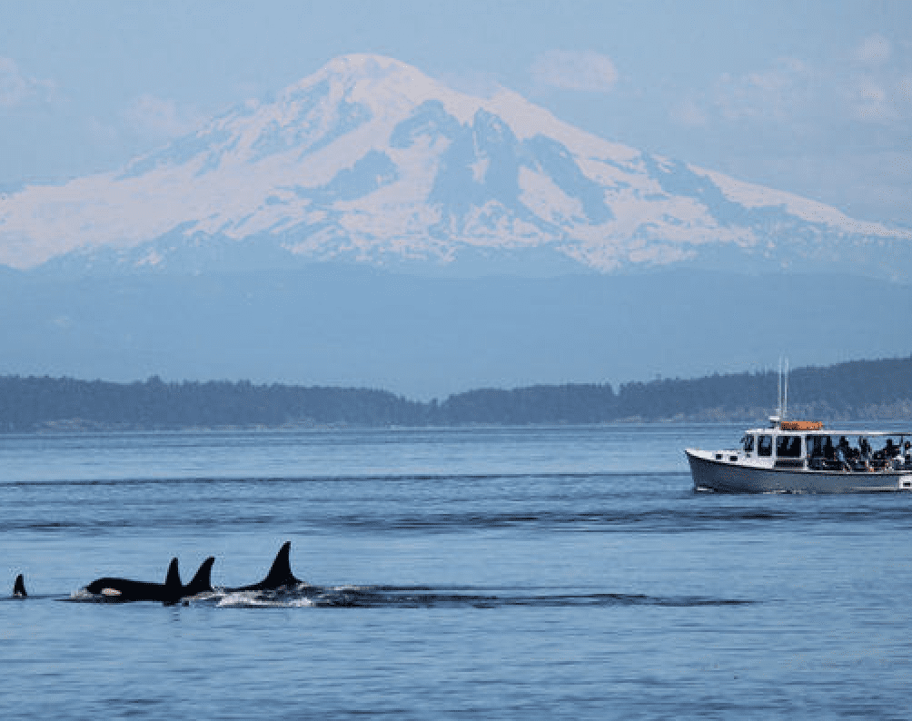 What better way to check whale watching off the bucket list than with a private guided cruise.
