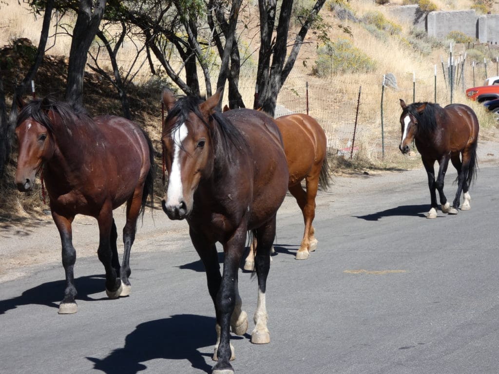 Rush hour traffic jams can be a problem driving through Virginia City. (Photo by Tarra Gaines)