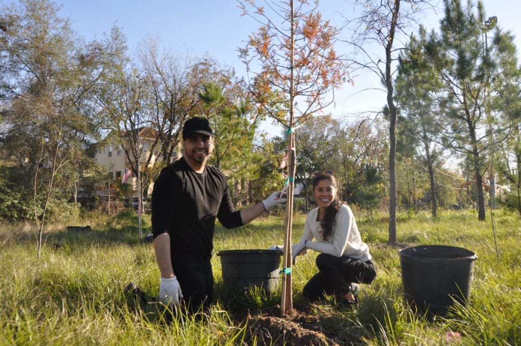 Cedar Elms, Loblolly Pines and Mexican Sycamores are among the native trees planted each year.  (Photo by Trees for Houston)