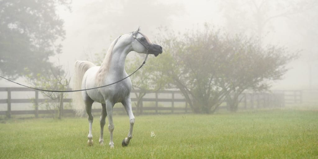 Portrait of Platinum World Champion Arabian Hariry Al Shaqab at his home in New Ulm, Texas (Photo by Stuart Vestry)