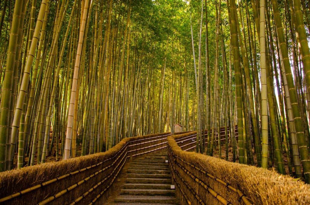Japan's Arashiyama Bamboo Forest (Photo by Santiherllor, Shutterstock)