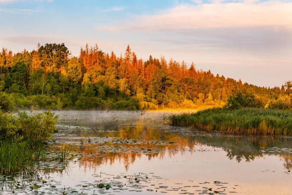 Bialowieza Forest in Poland (Photo by Chris Jaroszuk, Shutterstock)