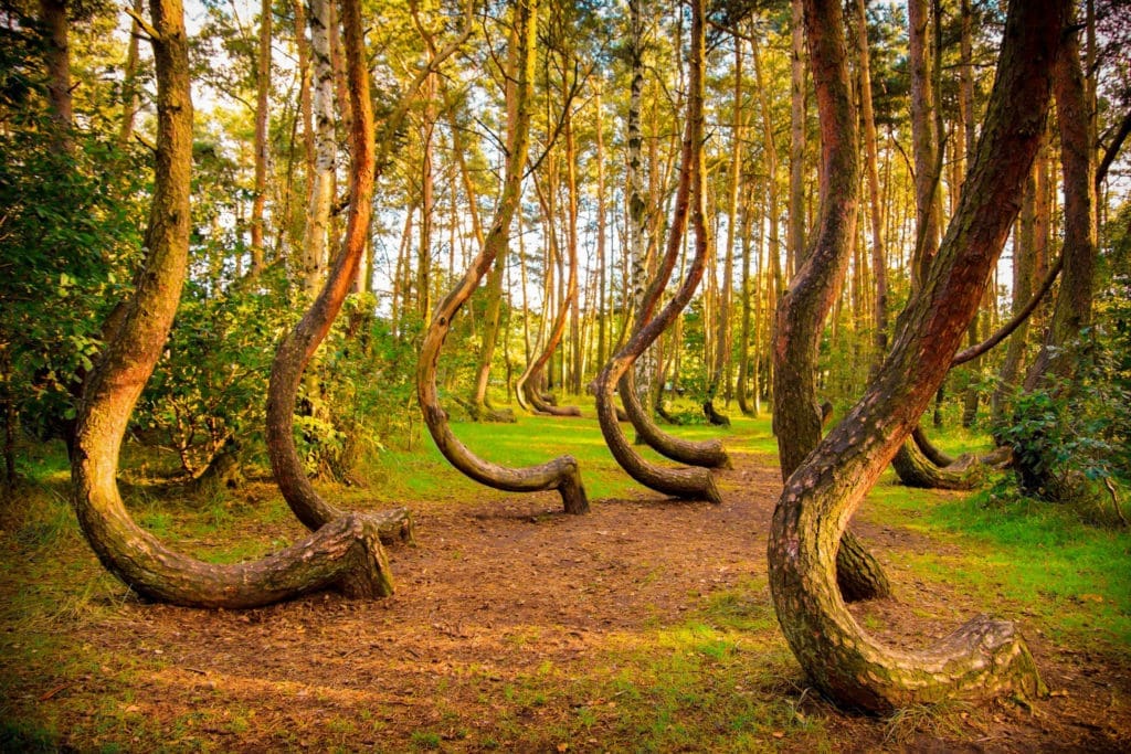 The Most Instagrammed Forests in the World — Stunning Nature Retreats Worth Planning a Bucket Trip Around