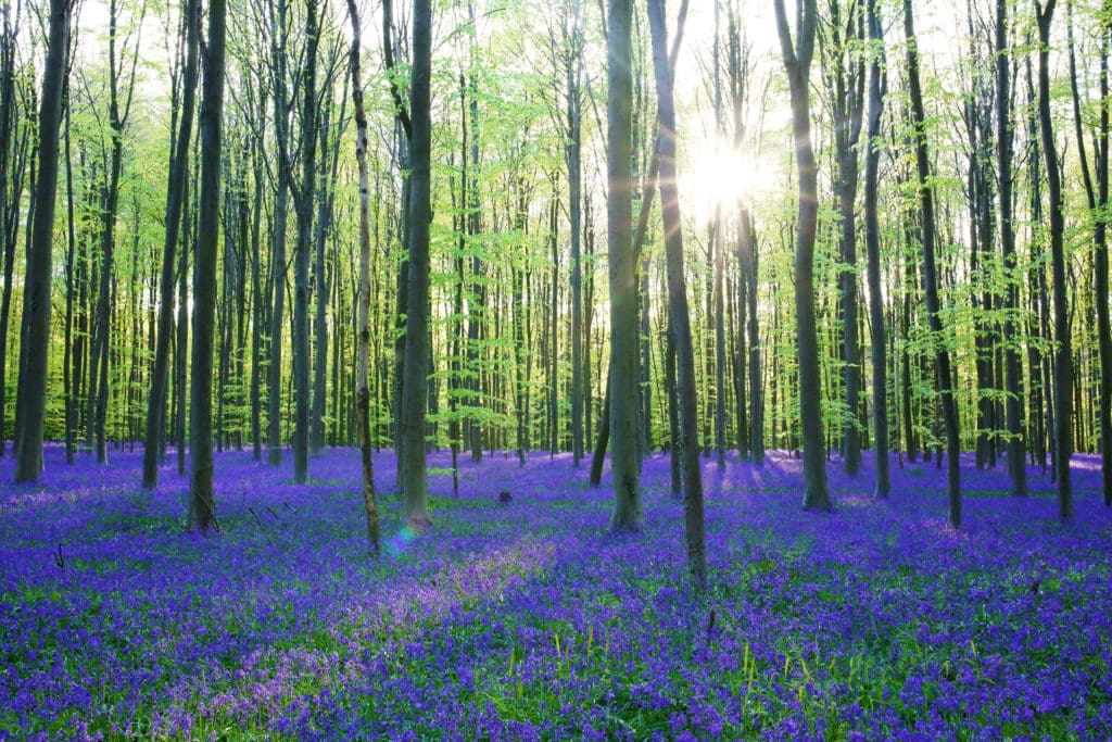 Hallerbos Forest in Belgium (Photo by CroMary, Shutterstock)