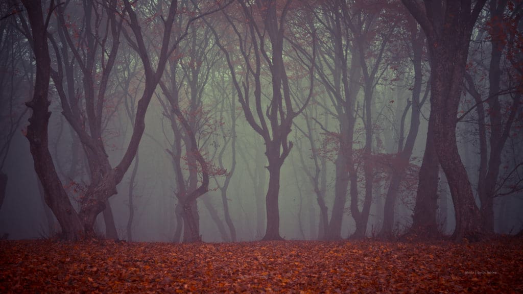 Romania's Hoia-Baciu Forest (Photo by Daniel Marian, Shutterstock)