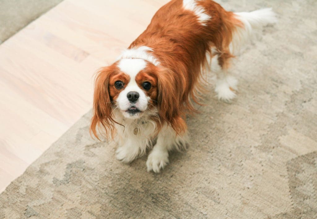 Georgie the Cavalier King Charles (Photo by Chris P. Bachman)
