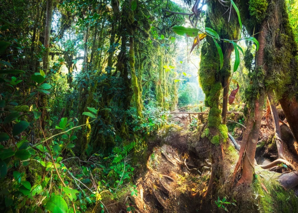 Mossy Forest in Malaysia (Photo by Lazybones, Shutterstock)