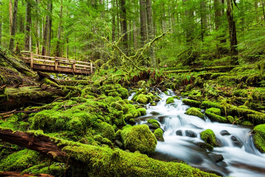 Olympic National Park in Washington State (Photo by Kan Khampanya, Shutterstock)