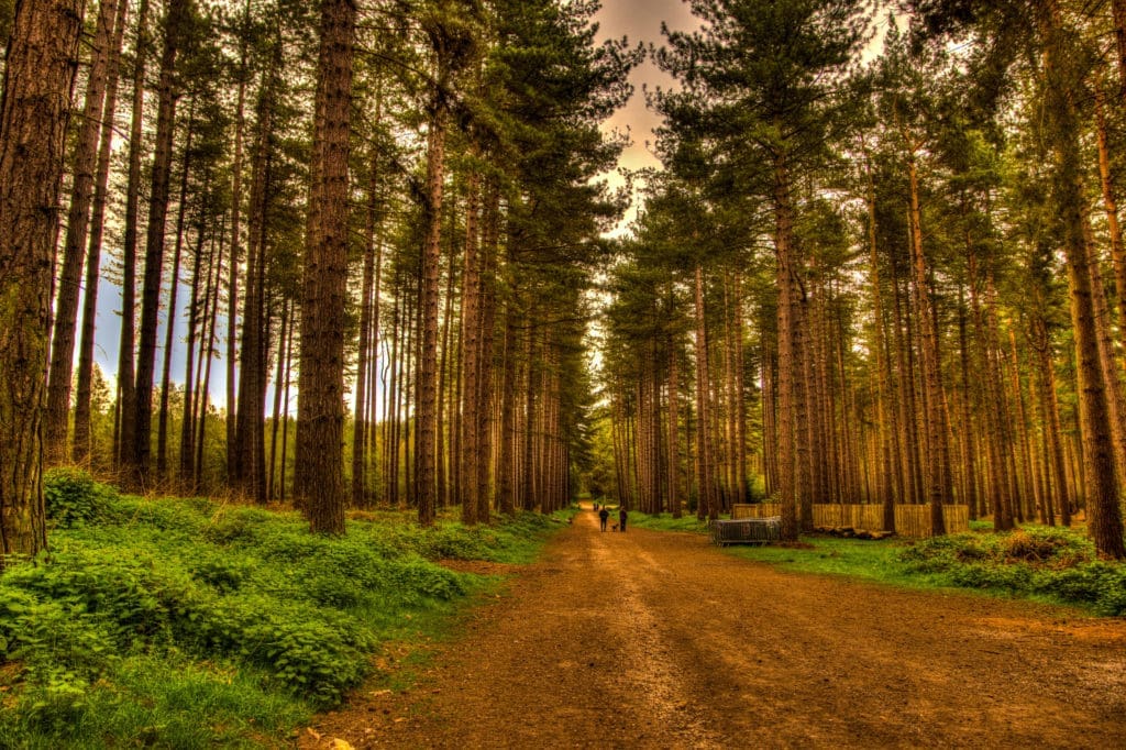 England's Sherwood Forest (Photo by Dina Zanne Photography, Shutterstock)