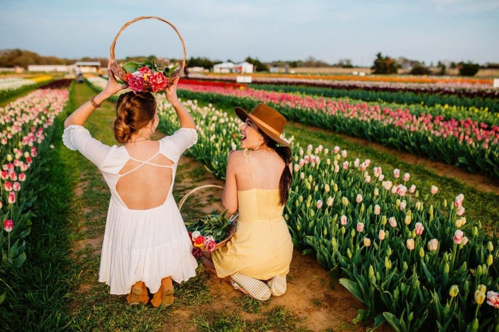 The pick your own tulip fields are ready for their close up.