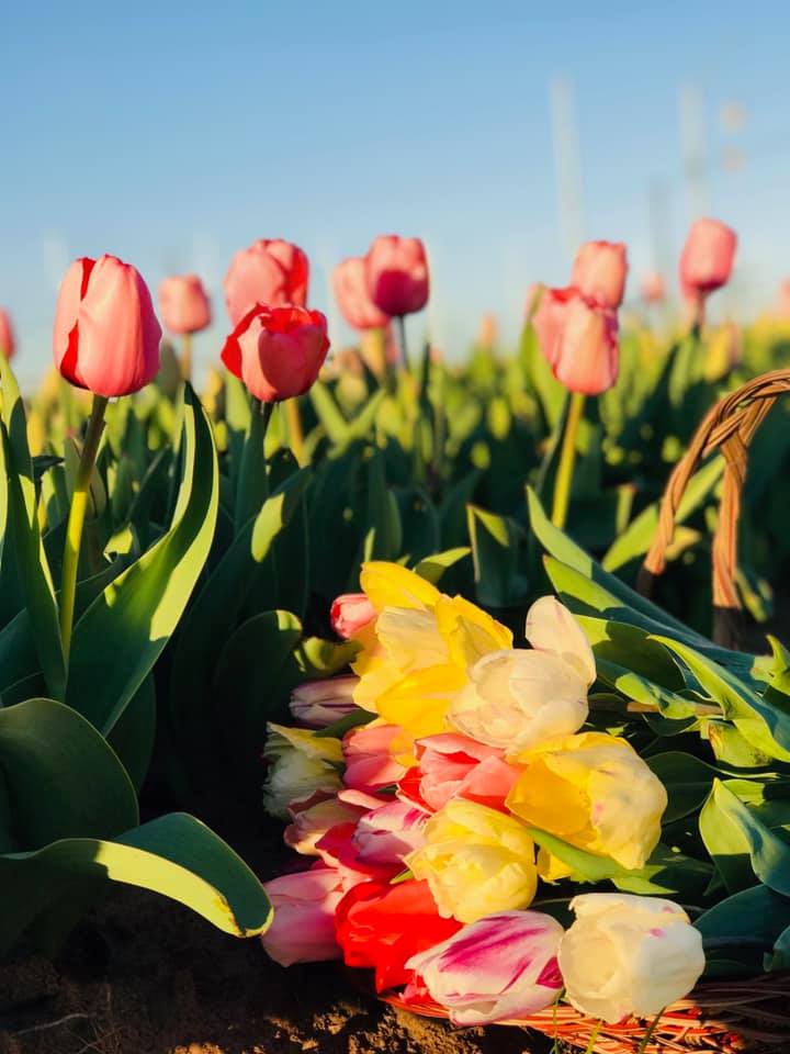 Featuring about 100 unique tulip varieties, the stroll is breathtaking.
