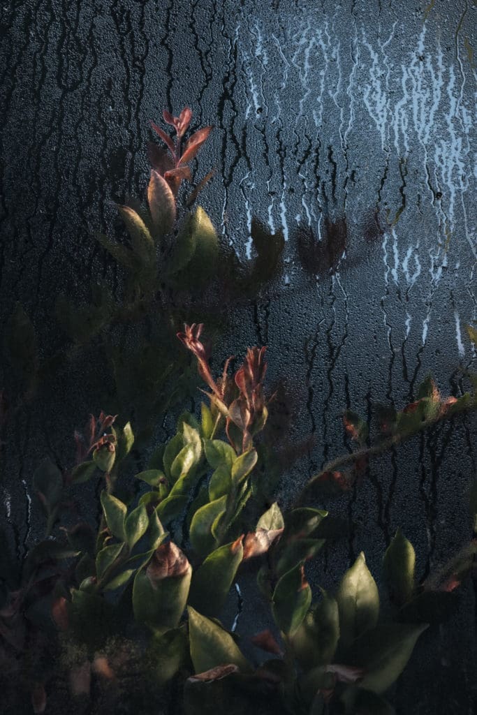 Samuel Zeller's "Cactaceae Pereskia," 2017, printed 2019, from the series "Botanical"