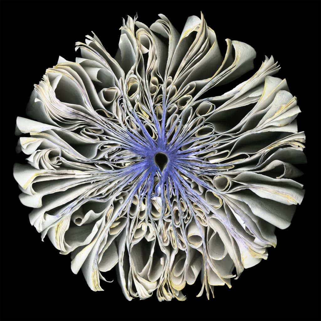 Cara Barer's "White Iris," 2019