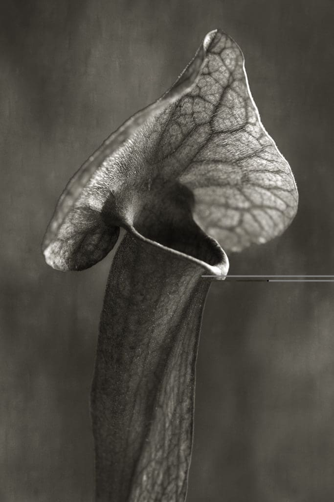 Beth Moon's "Trumpet Plant," 2008, printed 2019, from the series "The Savage Garden"