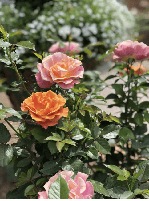 Now is the time to fill your garden with roses.