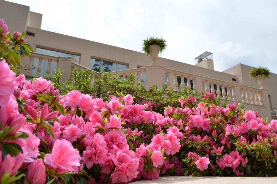 Marvel at glorious Azaleas this weekend at the 85th Annual Azalea Trail.