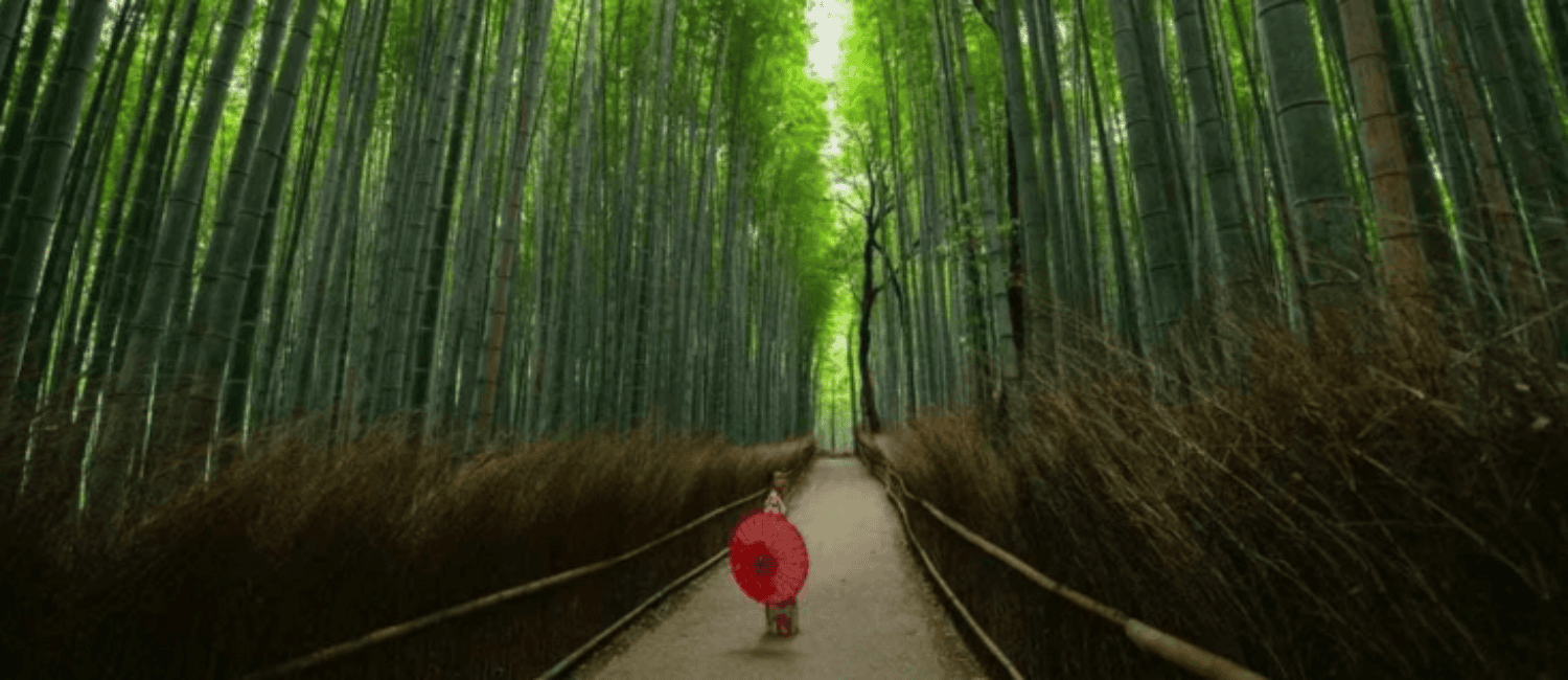 Nature offers the ultimate recharge from stress. You’ll soon be hearing the concept of forest bathing and biophilia entering the popular consciousness, and covered by the mainstream media. (Compare Retreats Magazine, photo Walter Mario Stein)