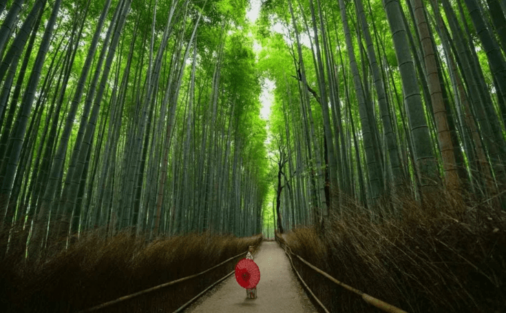 Nature offers the ultimate recharge from stress. You'll soon be hearing the concept of forest bathing and biophilia entering the popular consciousness, and covered by the mainstream media. (Compare Retreats Magazine, photo Walter Mario Stein)
) 