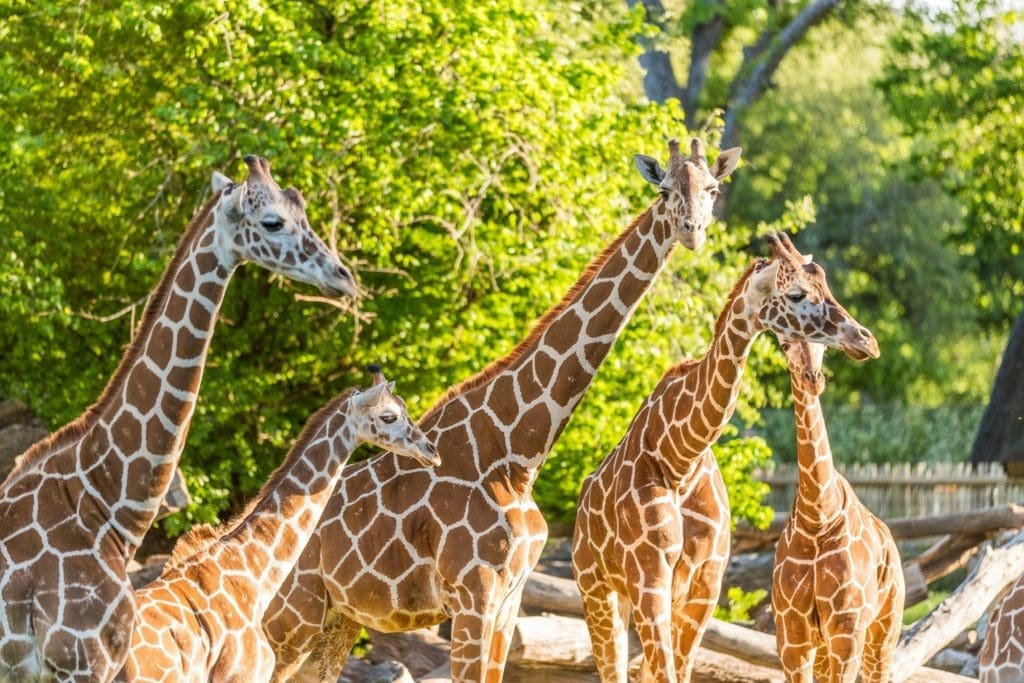 See the giraffes at the Father's Day Zoo Cookout. 