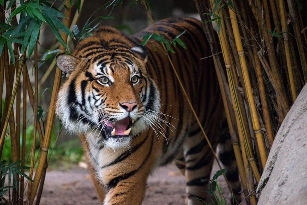 Houston Zoo is Reopening With New Rules and New Animals