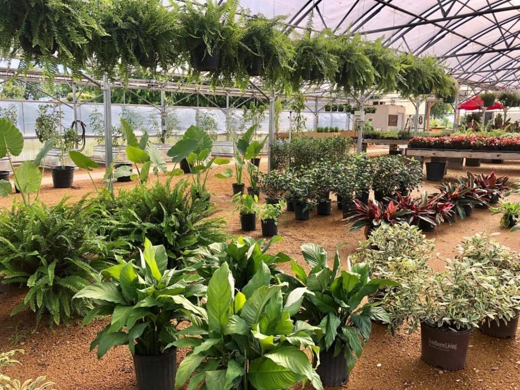 Westland Garden's hanging baskets and tropicals. (Photo by Courtney Dabney). 