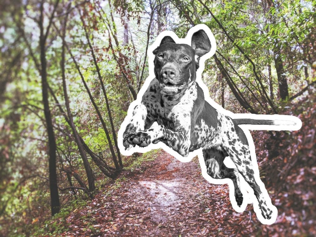 The Best Dog Breeds To Run With On Dallas Trails