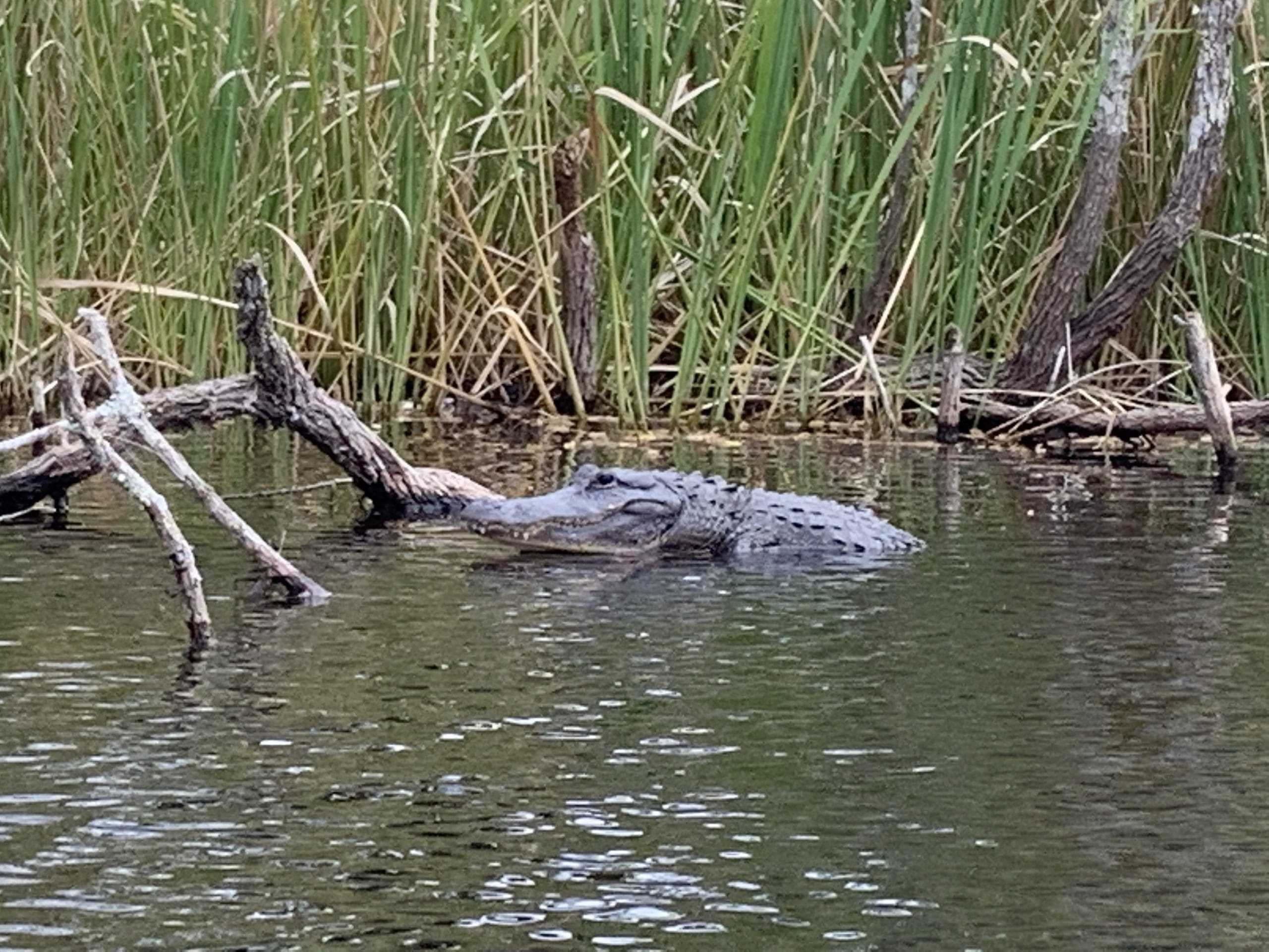 Big Cypress Swamp National Preserve alligator
