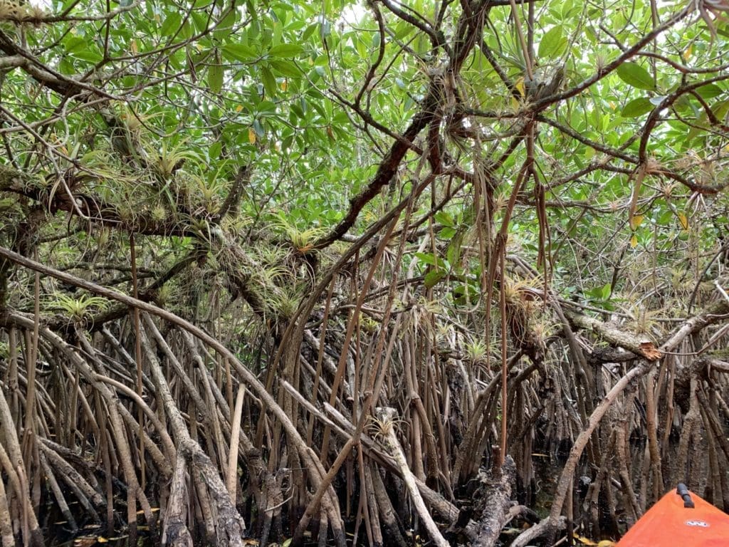 Exploring the Everglades by kayak. 