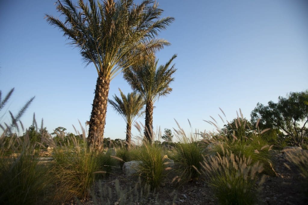 The Savanna in the Global Collection Garden (Photo by Michael Tims)
