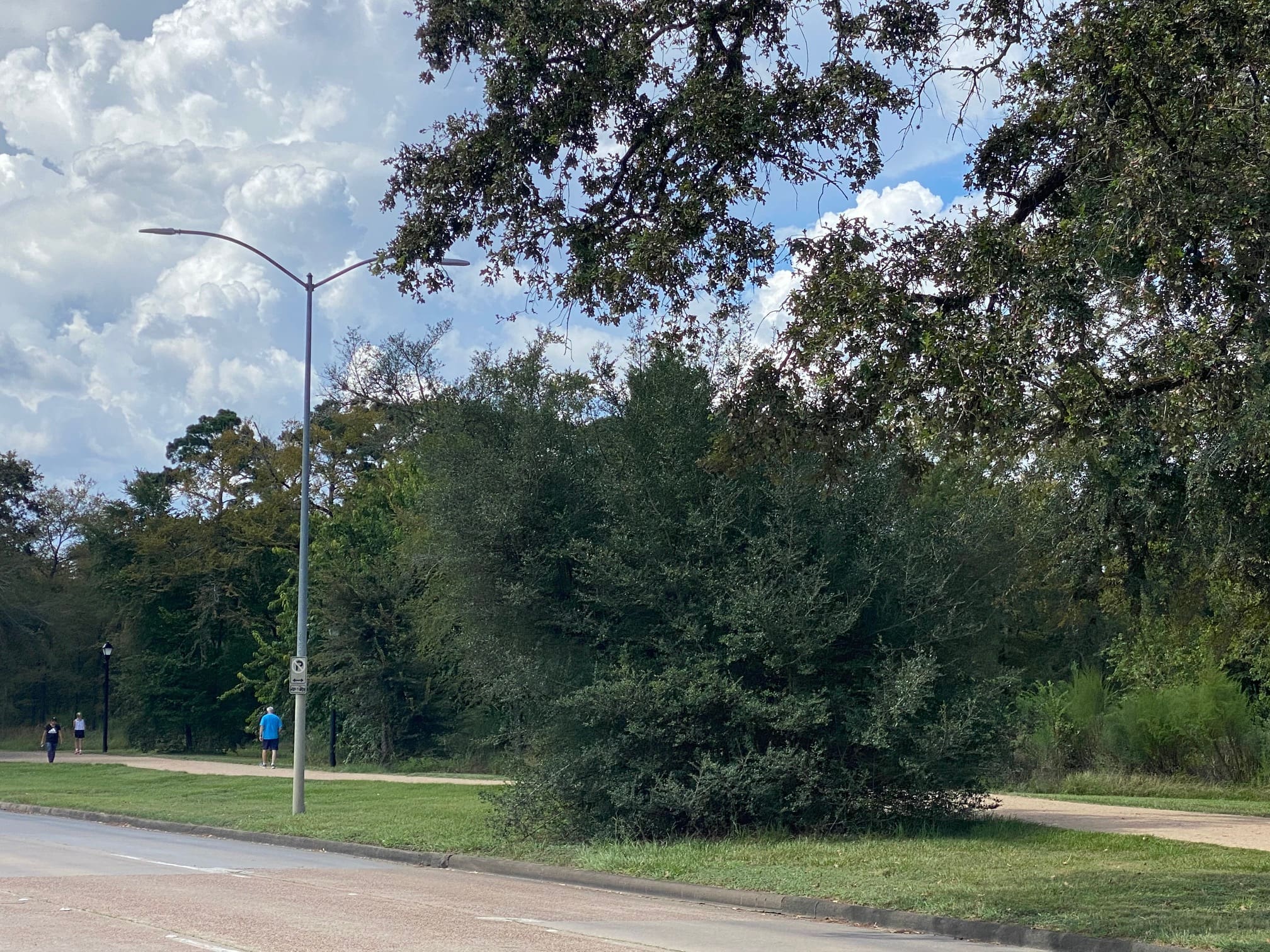 Memorial Park trees