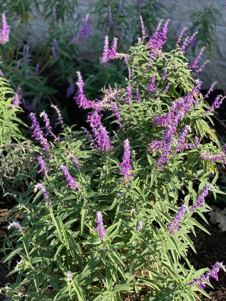 Banks of blue salvia thrive throughout the Global Collection Garden. (Photo by Shelby Hodge)