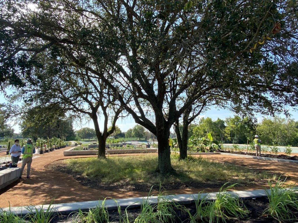 Mature oak trees  provided needed shade in segments of The Culinary Garden. (Photo by Shelby Hodge)