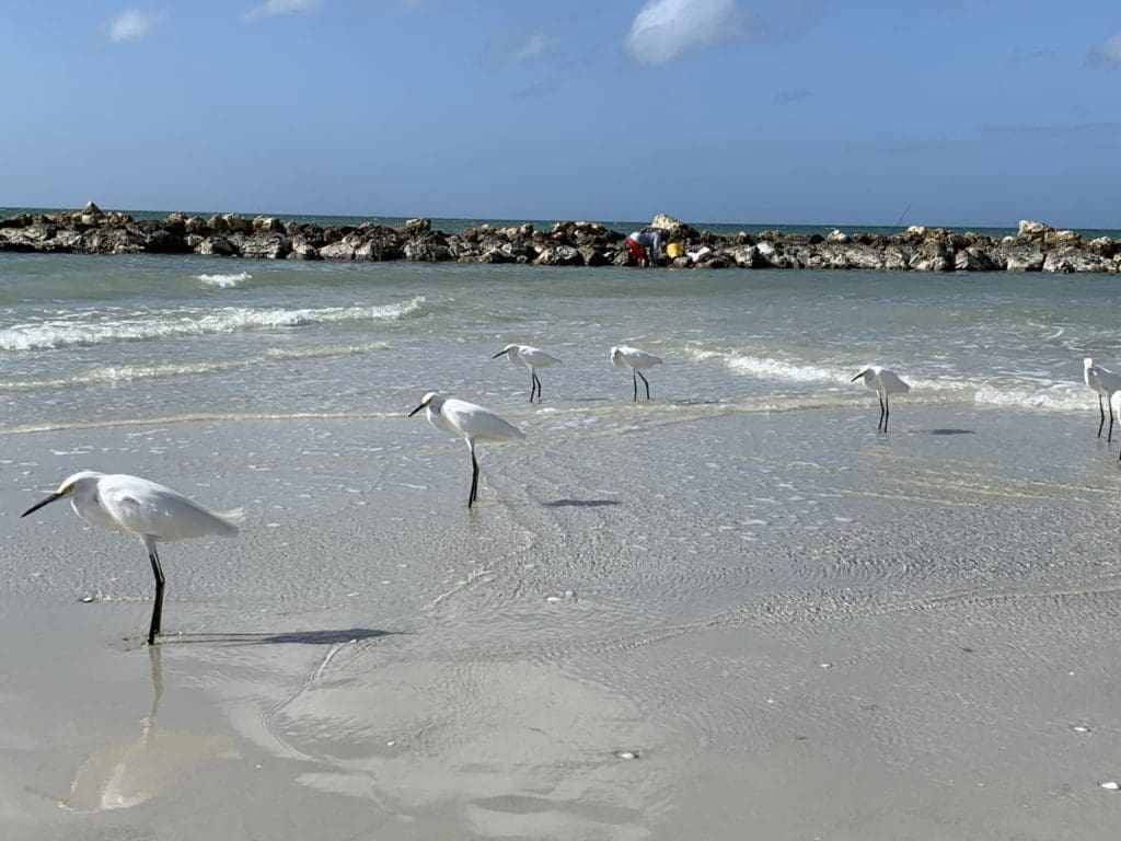 The biggest crowds you might find exploring Naples beaches. (Photo by Tarra Gaines)