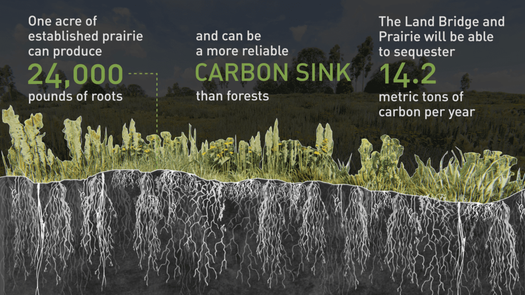 The ecological benefits of a prairie habitat in the middle of this city of 4 million. (Courtesy of Nelson Byrd Woltz)