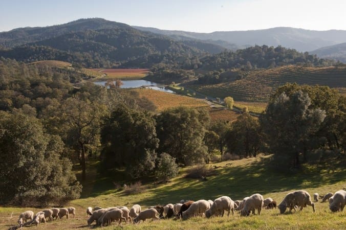The Real Story of Priest Ranch, Somerston Estate and Two Bottles of Wine Worth Pursuing